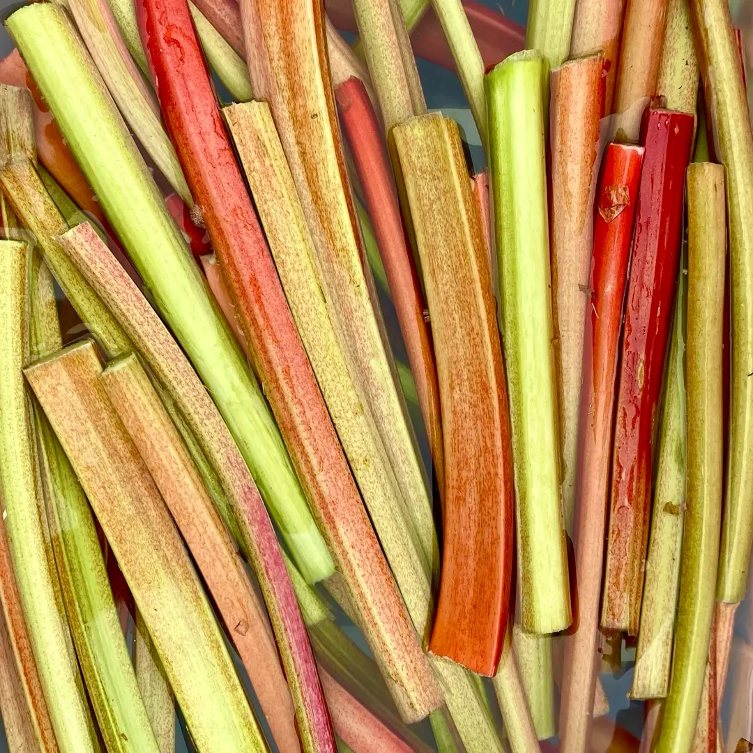 Freshly cut rhubarb stalks laid side by side, shading from deep red to pale green