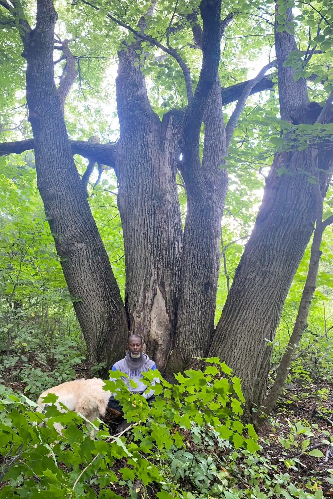 The same broad tree in full summer leaf, dwarfing a figure and a dog resting at its base