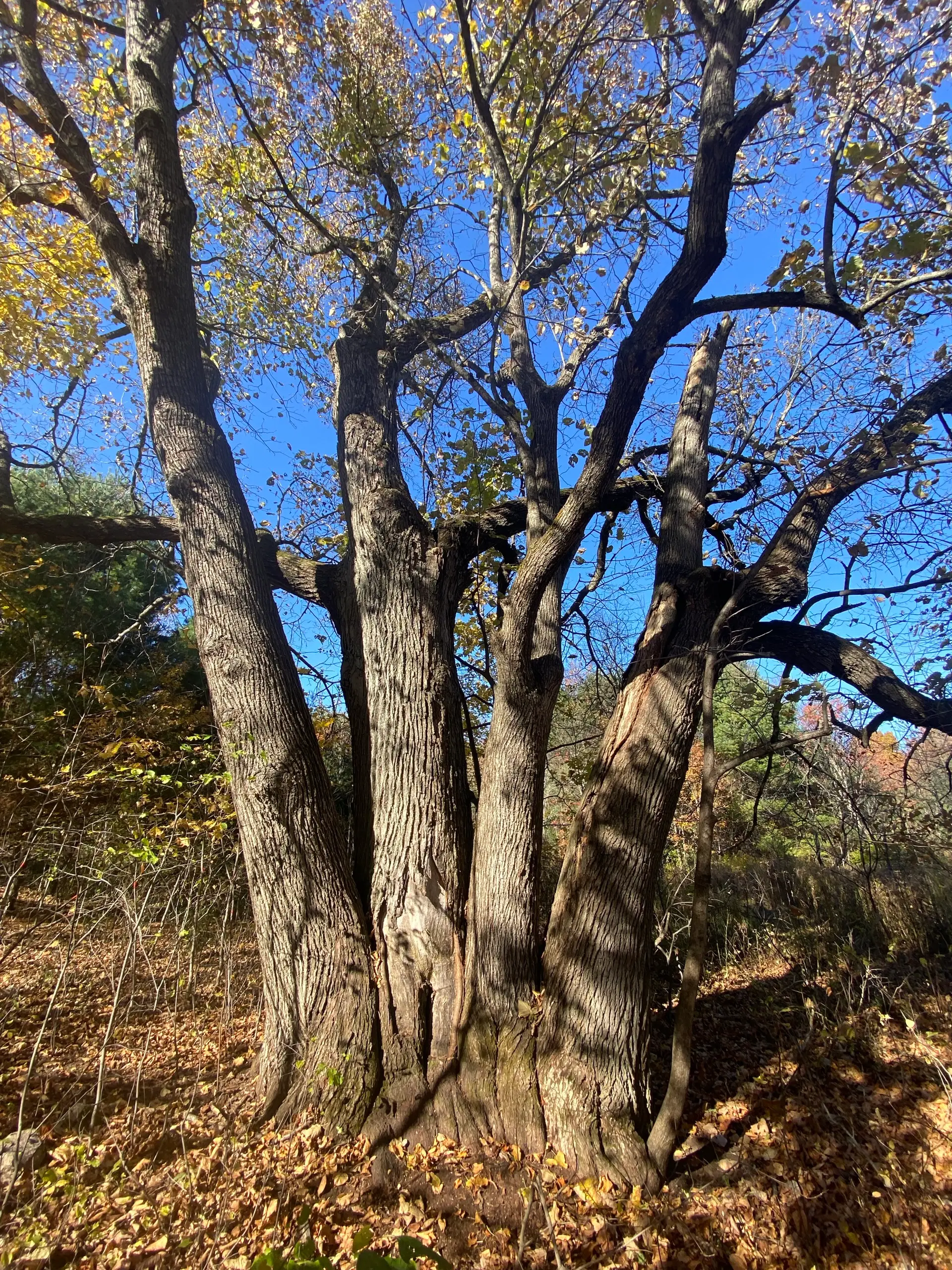 A bare, wide-limbed old tree against a blue sky above the autumn field, with the lake beyond